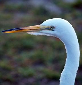 image here